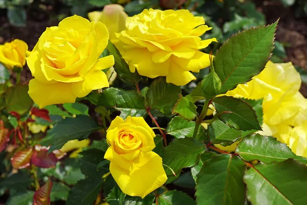 Arbusto Rosas Amarillas Jardín Primer Plano — Foto de Stock