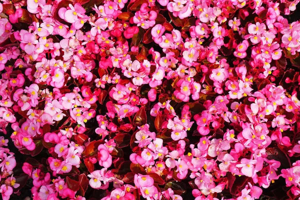 begonia çiçek closeup birçoğu