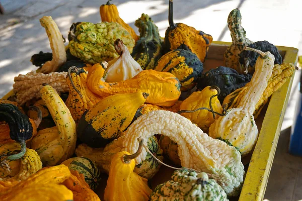 Många Pumpor Vegetabiliska Butik Grekland Peloponnesos — Stockfoto