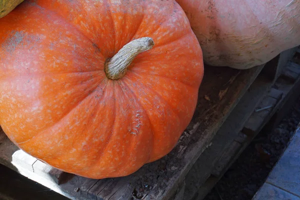 Pumpa Vegetabiliska Shop Peloponnesos Grekland — Stockfoto