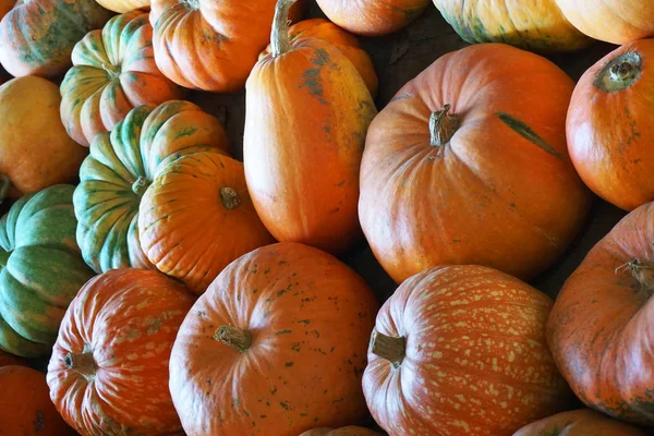 Många Pumpor Vegetabiliska Butik Grekland Peloponnesos — Stockfoto