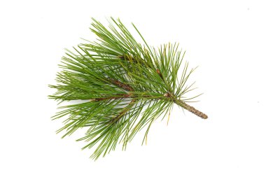 izole beyaz zemin çam dalı