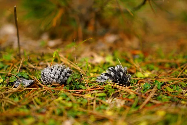 Kegels Grond Herfst Bos Met Bokeh Achtergrond — Stockfoto