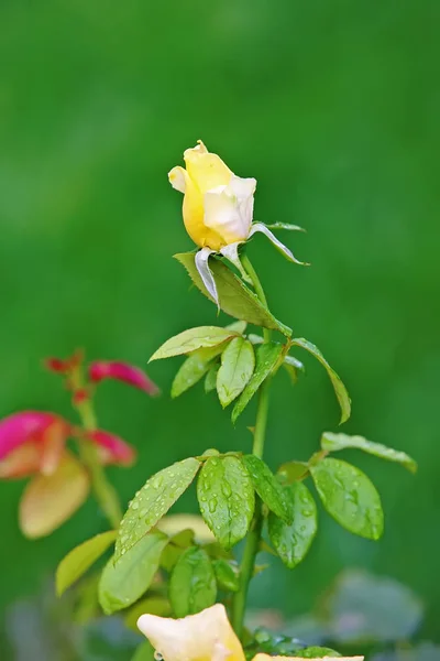 Bud Από Κίτρινο Τριαντάφυλλο Πράσινο Φόντο Κινηματογράφηση Πρώτο Πλάνο — Φωτογραφία Αρχείου