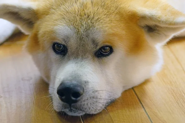 Mooie Akita Hond Met Zijn Hoofd Vloer — Stockfoto