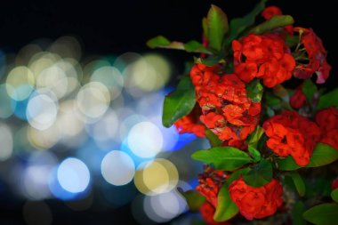 Santorini ışıkların bokeh arka plan ile kırmızı çiçekli bitki