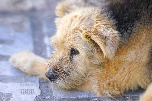 Hond Clos Ontspannen Het Eiland Santorini Griekenland — Stockfoto