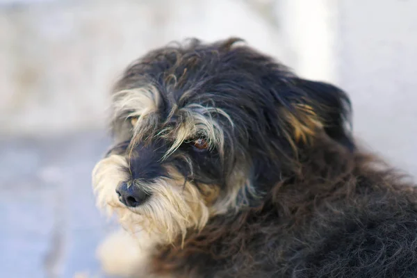 Hond Clos Ontspannen Het Eiland Santorini Griekenland — Stockfoto