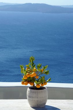 Santorini, Yunanistan için arka plan olarak Oia manzara ile küçük portakal ağacı