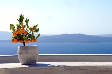 Santorini, Yunanistan için arka plan olarak Oia manzara ile küçük portakal ağacı
