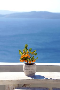 Santorini, Yunanistan için arka plan olarak Oia manzara ile küçük portakal ağacı