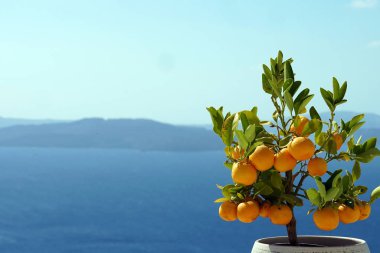Santorini, Yunanistan için arka plan olarak Oia manzara ile küçük portakal ağacı