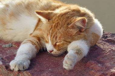 Oia, Santorini güneşte dinlenme yavru kedi