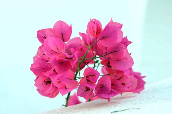 Schöne Bougainvillea Auf Weißem Hintergrund Oia Santorini — Stockfoto