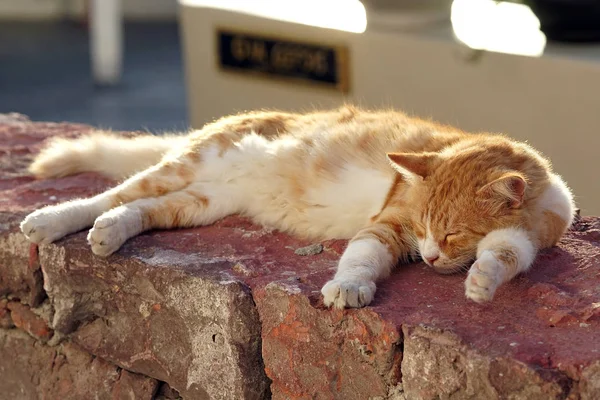 Oia, Santorini güneşte dinlenme yavru kedi