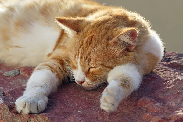 Oia, Santorini güneşte dinlenme yavru kedi