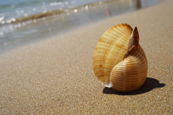 Coquille couchée sur le sable près de la mer — Photo