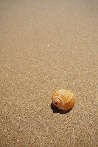 Coquille couchée sur le sable près de la mer — Photo