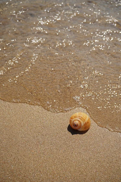 Coquille couchée sur le sable près de la mer — Photo