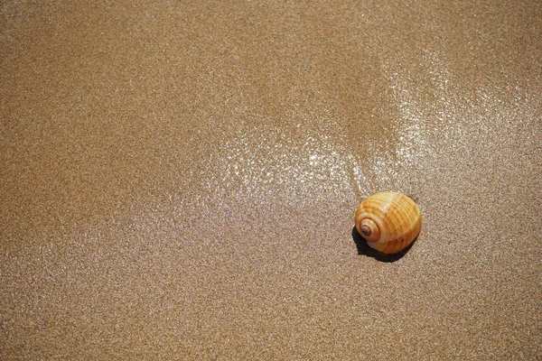 Coquille couchée sur le sable près de la mer — Photo