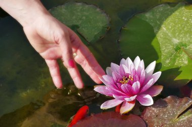 el lotus dokunur