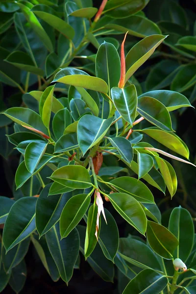 Detail eines schönen Ficus in einem Garten von Agios nikolaos — Stockfoto