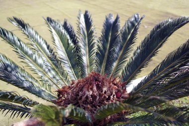 Cycad sago,Cycas revoluta ilkbaharda