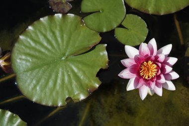 Bir gölet te nilüfer çiçeğigüzel kompozisyon