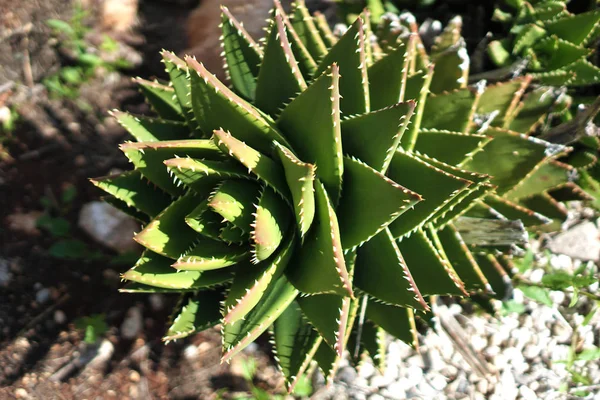 Detail of a cactus in full sun — Stock Photo, Image