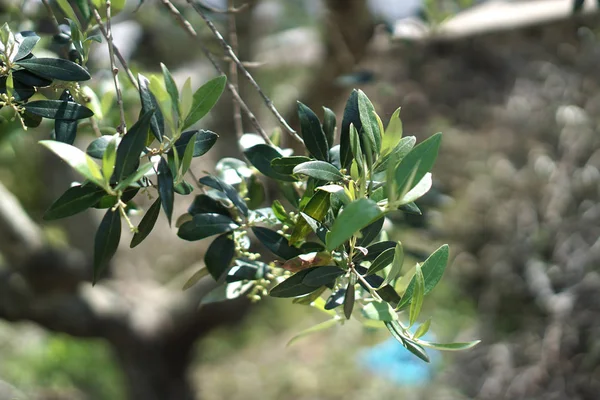 Zweig des Olivenbaums in voller Blüte — Stockfoto