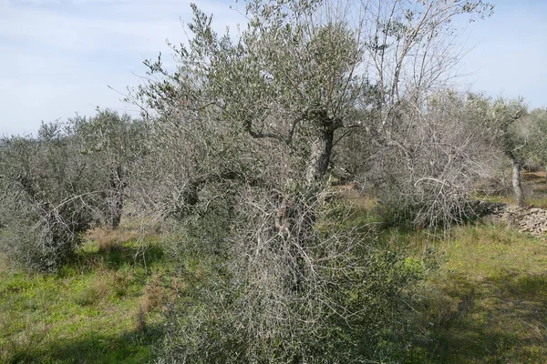 olive trees pruned due to the disease due to the xilella
