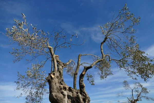 Olijfbomen gesnoeid als gevolg van de ziekte als gevolg van de xilella — Stockfoto