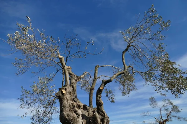 Oliveiras podadas devido à doença devido à xilela — Fotografia de Stock