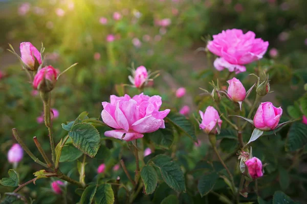 Hermosas rosas de Damasco búlgaro — Foto de Stock