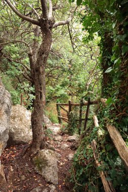 Zaros yakınlarında Votomenos Gölü 'nü çevreleyen ağaçlı patika.