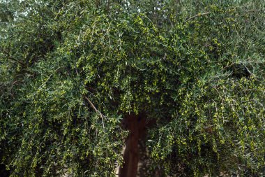 Girit 'te dallarda zeytin ağacı