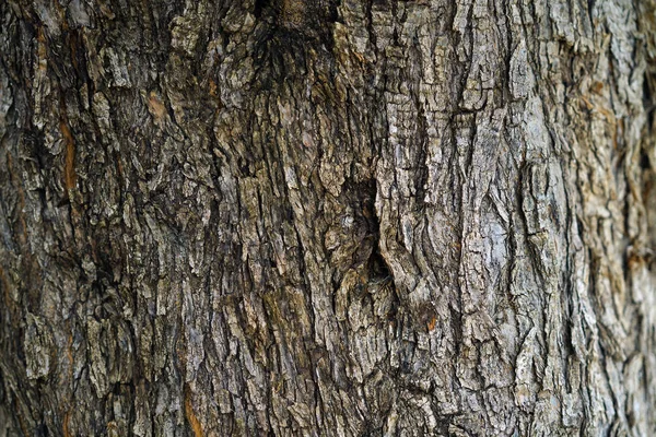 Detail van de schors van een olijfboom op Kreta — Stockfoto