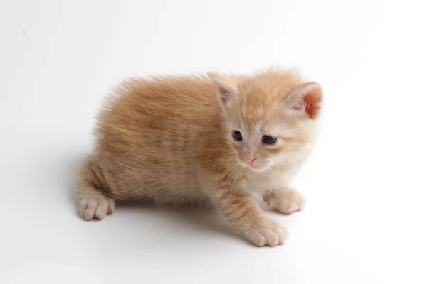 Gatinho marrom bonito em um fundo branco — Fotografia de Stock