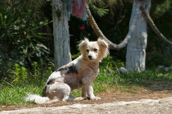 Leuke Griekse hond in een tuin — Stockfoto