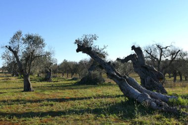 Güney Apulia, Salento 'da xylella' dan bıkmış zeytin ağaçları