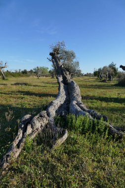 Güney Apulia, Salento 'da xylella' dan bıkmış zeytin ağaçları