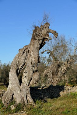 Güney Apulia, Salento 'da xylella' dan bıkmış zeytin ağaçları
