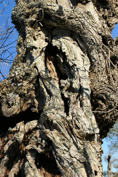 Olijfbomen ziek van xylella in Salento, Zuid-Apulië — Stockfoto