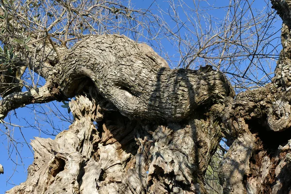 Azeitonas doentes de xilelas em Salento, sul da Apúlia — Fotografia de Stock