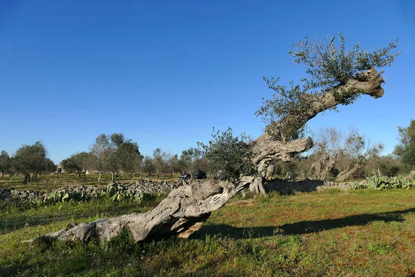 Azeitonas doentes de xilelas em Salento, sul da Apúlia — Fotografia de Stock