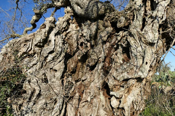 Olijfbomen ziek van xylella in Salento, Zuid-Apulië — Stockfoto