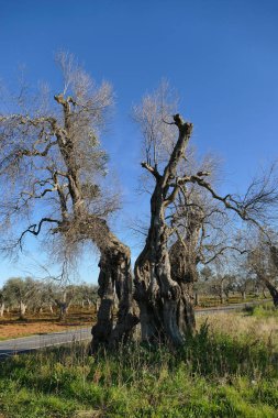 Güney Apulia, Salento 'da xylella' dan bıkmış zeytin ağaçları