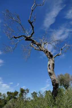 Güney Apulia, Salento 'da xylella' dan bıkmış zeytin ağaçları