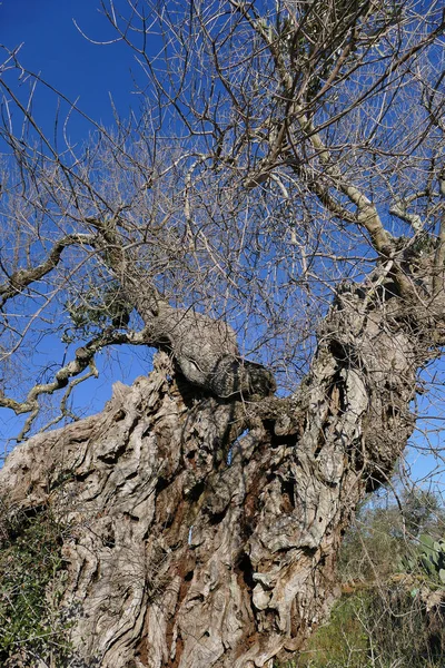 Xylella-kranke Olivenbäume im Salento im Süden Apuliens — Stockfoto