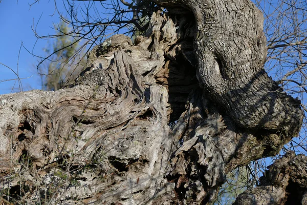 Olivträd trötta på xylella i Salento, södra Apulien — Stockfoto